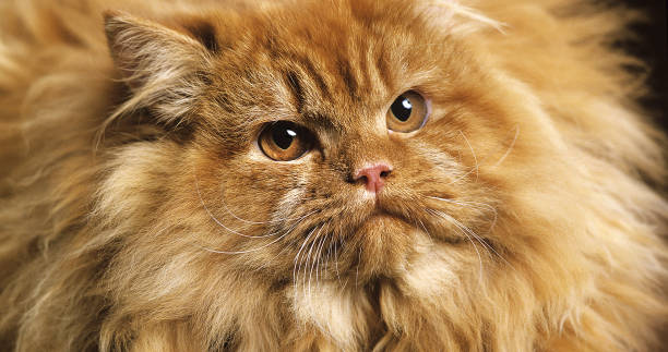 istock Red Self Persian Domestic Cat laying against Black Background 1656840392