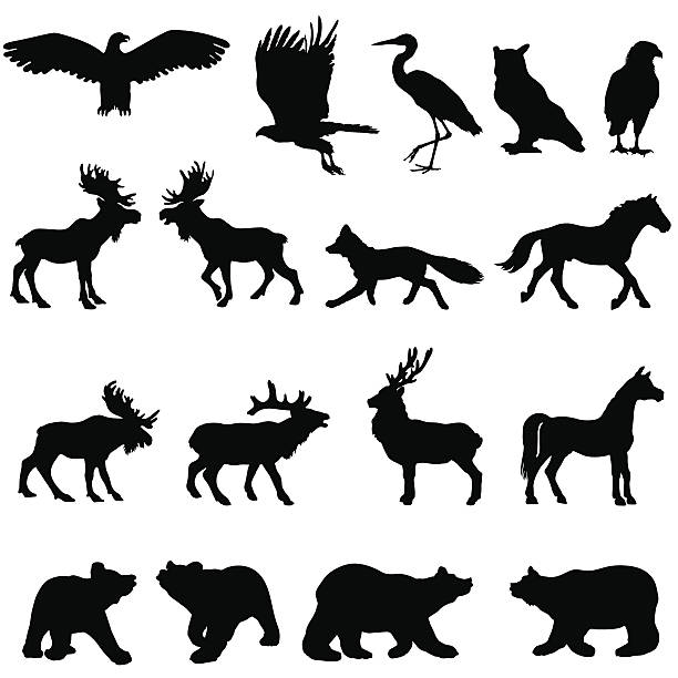 Large woodland animal silhouette set A silhouette collection of many large animals and birds that can be found in the forests and woods. These include an owl, heron, eagle, fox, moose, horse, deer, and bears. alces alces gigas stock illustrations