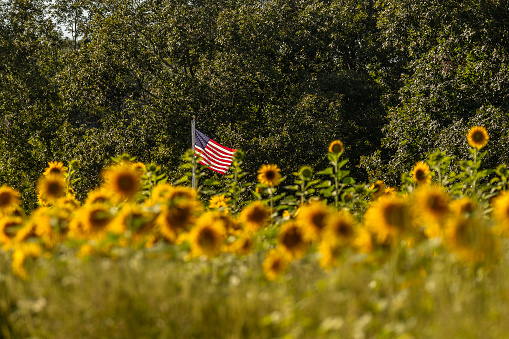 American flag rises above a field of sunflowers