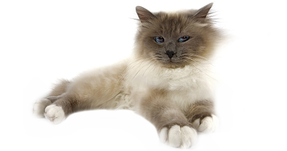 Blue Birmanese Domestic Cat, Adult laying against White Background