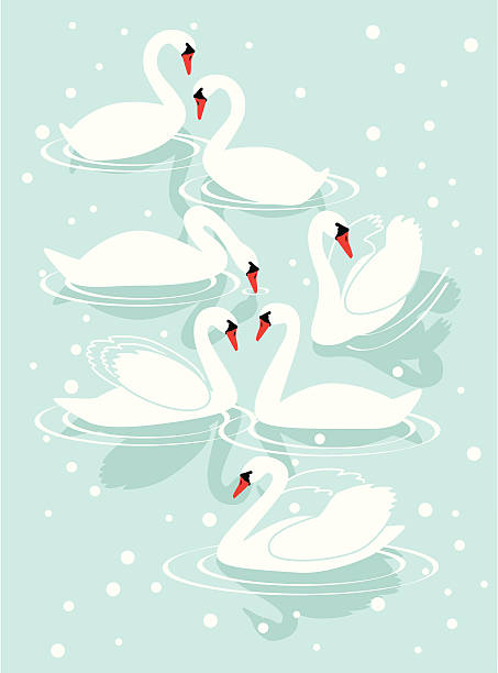 illustrazioni stock, clip art, cartoni animati e icone di tendenza di sette swans a-swimming - the twelve days of christmas