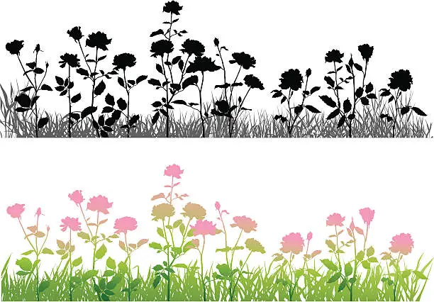 Vector illustration of Rose's flower bed