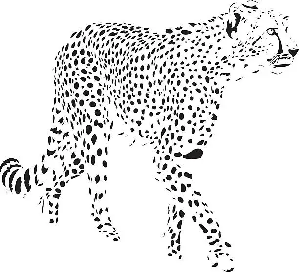 Vector illustration of Cheetah vector