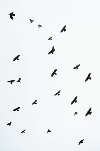 istock Group of birds in the sky 1656848896