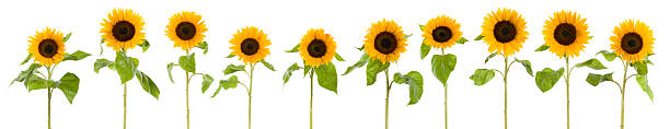 Row of wet sunflowers (XXXLarge)