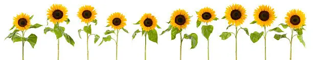 Photo of Row of wet sunflowers (XXXLarge)