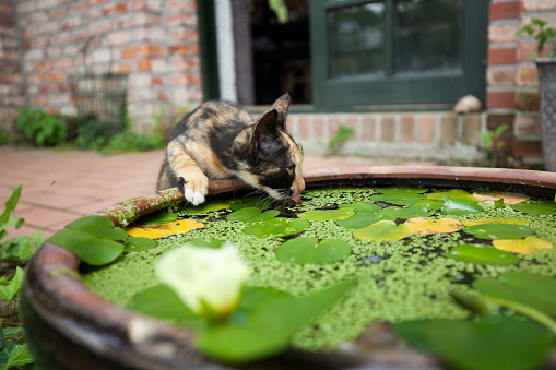 lotus and cat