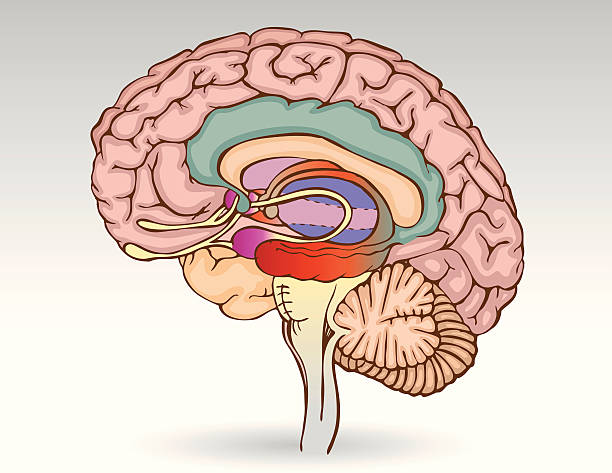 ilustrações de stock, clip art, desenhos animados e ícones de cérebro isolado - hypothalamus