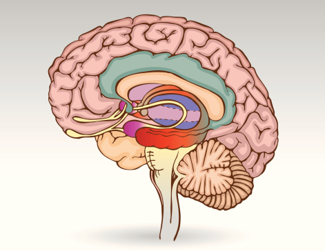 This is an illustration of the brain with the Limbic System drawn separately within the brain. The colors help to show the different parts of the Limbic System inside the brain.  This will be useful as clip-art and for instructional materials.
