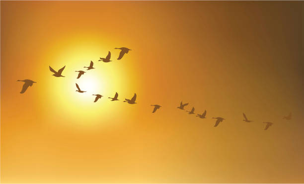 Migration Birds or Geese vector art illustration