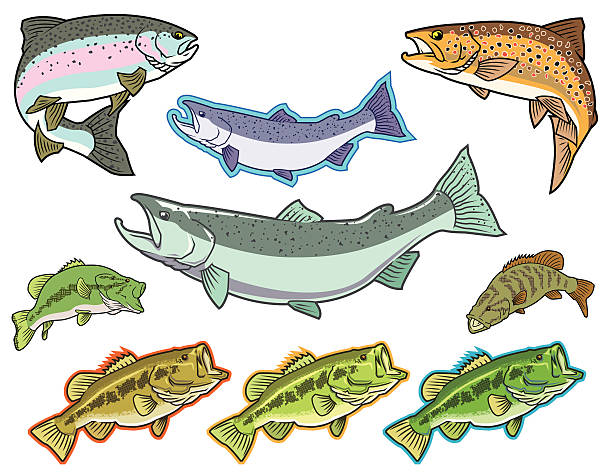 ilustraciones, imágenes clip art, dibujos animados e iconos de stock de pescado: bass, salmón y trucha - black bass illustrations