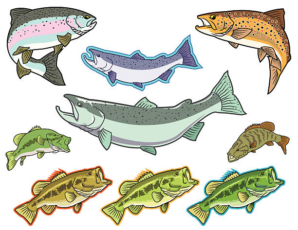 Fish: Bass, Salmon, Trout vector Illustration of various bass,salmon, and trout. Each object is grouped separately.  black sea bass stock illustrations