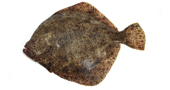 Turbot Over Gray Background