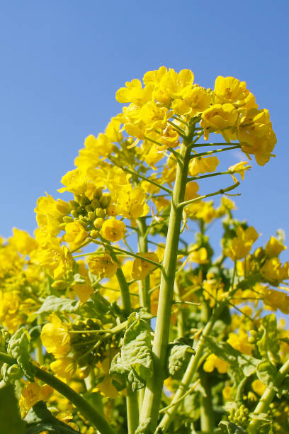 istock Canola Flower Against Blue Sky 1656859894