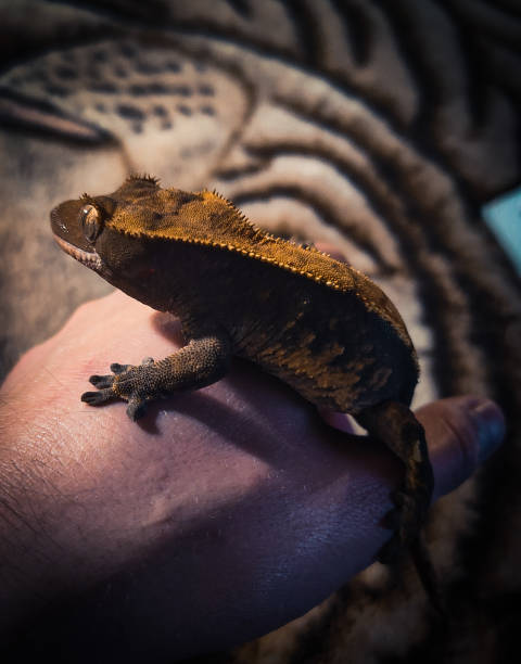 istock my beautifull crested gecko s 1656861276