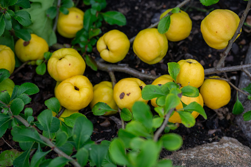 The branch is bearing ripe yellow quince fruits.
