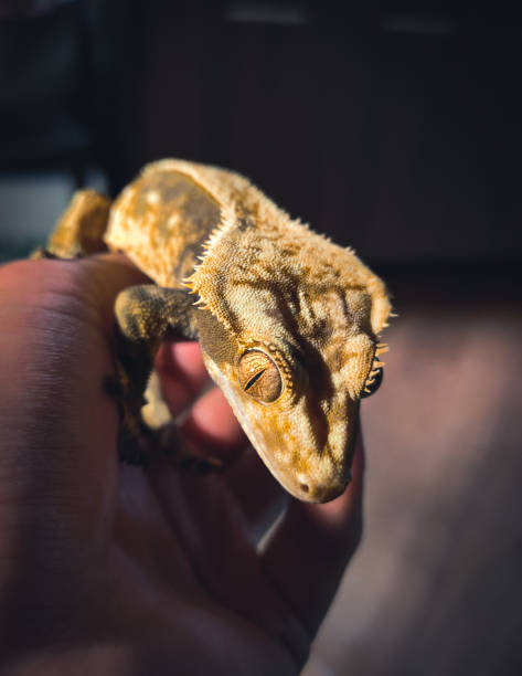 istock my beautifull crested gecko s 1656863140