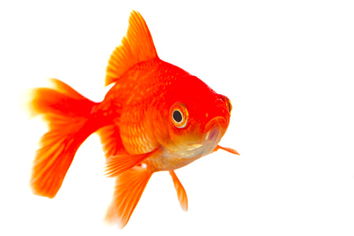 The goldfish is a freshwater fish. It is one of the most commonly kept aquarium fish.