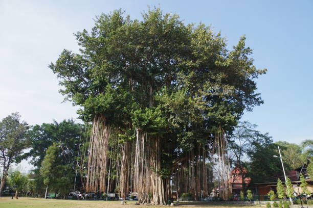 istock Mendut temple in Indonesia 1656869064