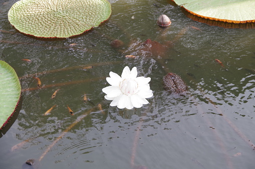 Water lily in Mendut buddhist monastery
