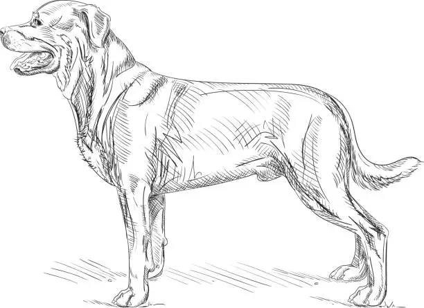 Vector illustration of Rottweiler Dog Drawing