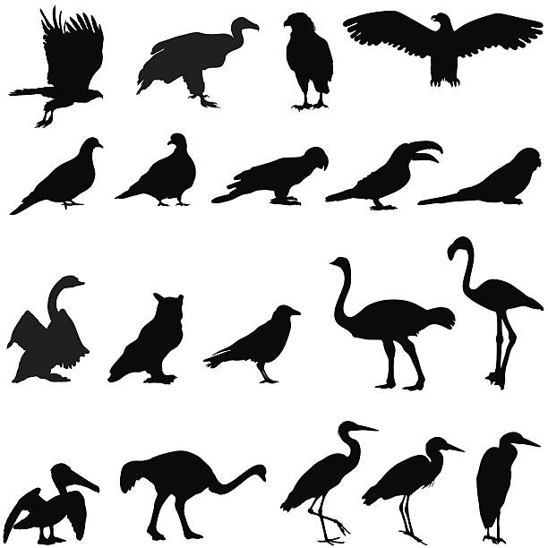 Silhouette collection of birds Silhouettes of birds including an eagle, crow, owl, hawk, vulture, budgie, toucan, parrot, pelican, flamingo, ostrich, pigeon,swan, and a heron. eagle bird stock illustrations