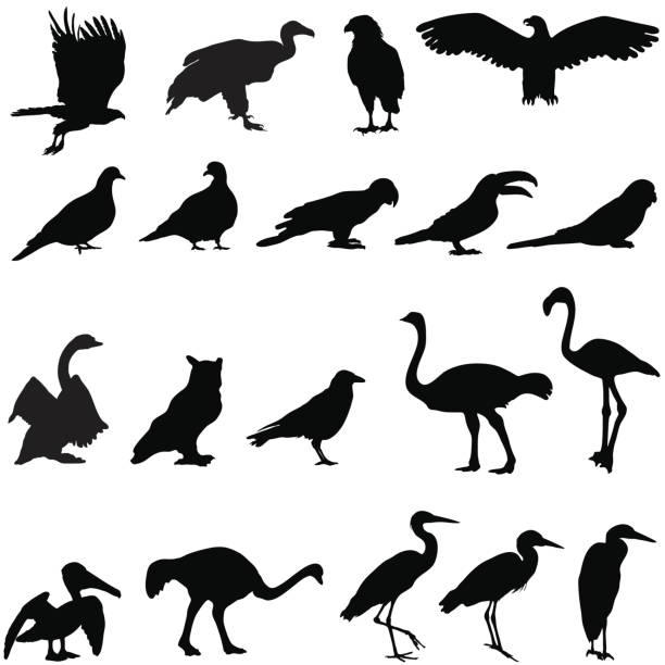 Silhouette collection of birds Silhouettes of birds including an eagle, crow, owl, hawk, vulture, budgie, toucan, parrot, pelican, flamingo, ostrich, pigeon,swan, and a heron. pelican silhouette stock illustrations