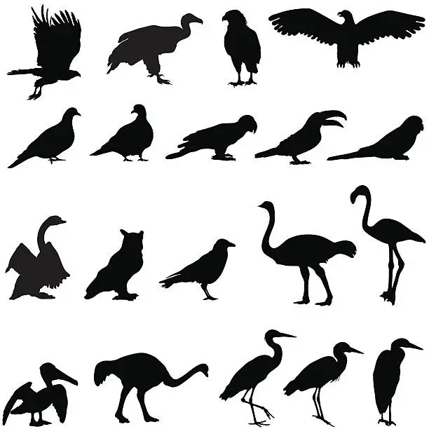 Vector illustration of Silhouette collection of birds