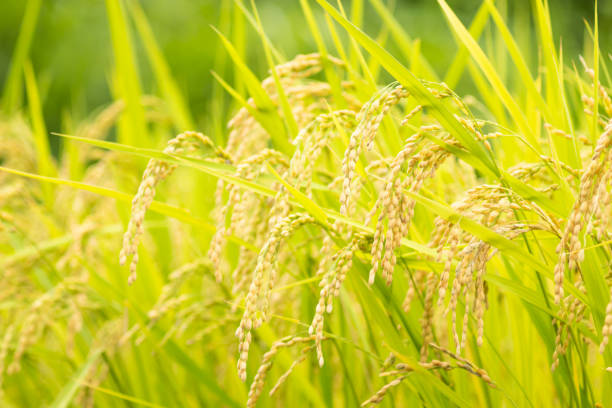 istock Rice, fields, and rice paddies with ears of rice 1656872515
