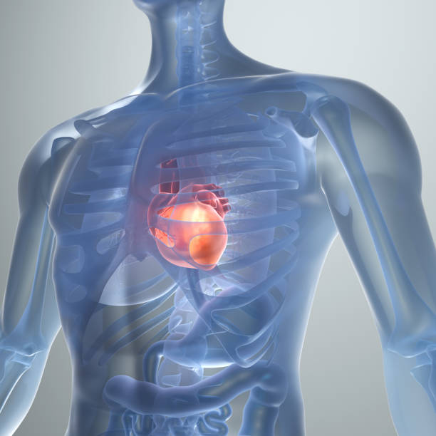 istock Human Heart, medical concept 1656873622