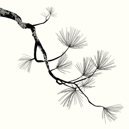 illustration of the pine branch can be easy change to another color