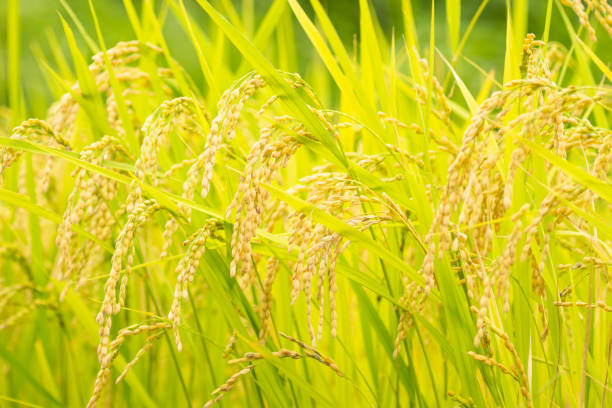 istock Rice, fields, and rice paddies with ears of rice 1656875176