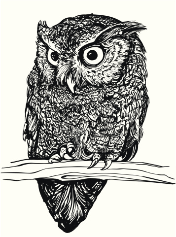 Sketchy black and white portrait illustration of a little wide eyed Screech Owl. The small sweet bird is shyly looking away from the viewer while sitting on a tree branch with his claws curled up underneath his camouflaging feathers. This is a cute, highly detailed vector and easily edited.