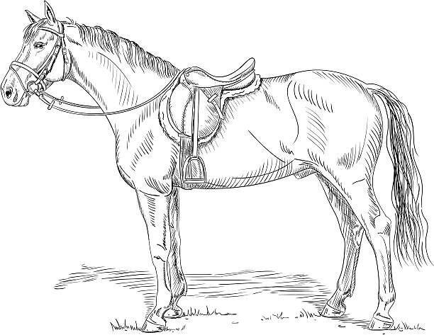 Horse with saddle and bridle Hand-drawn vector illustration of a horse with saddle and bridle, side view. saddle stock illustrations