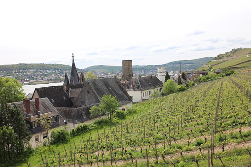 Panorama of old town and vineyards in Rüdesheim am Rhein, Germany