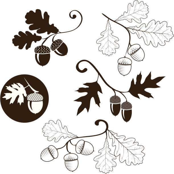 illustrazioni stock, clip art, cartoni animati e icone di tendenza di di oak branch - acorn oak oak tree leaf