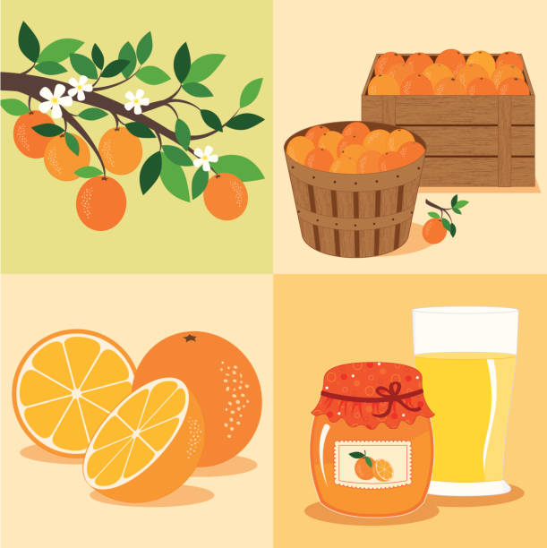 pomarańcze z drzewa do tabeli - citrus fruit illustrations stock illustrations