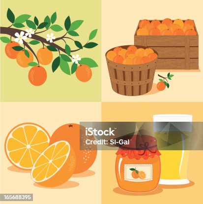 istock Oranges from Tree to Table 165688395