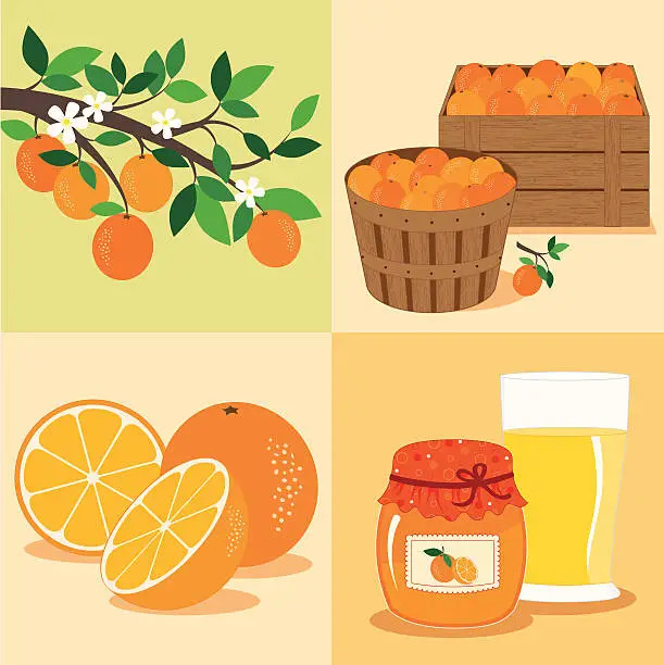 Vector illustration of Oranges from Tree to Table