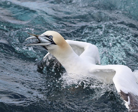 Close up of gannet with fish