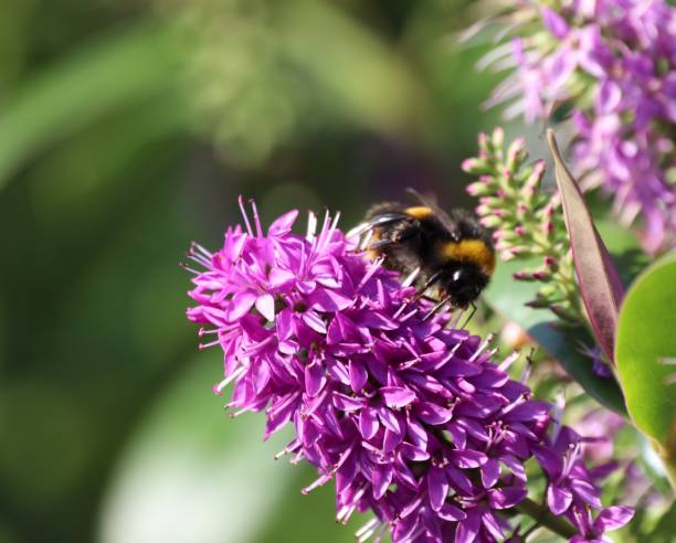 Free Stock Photo of Bee on Top of Purple Flower | Download Free Images ...