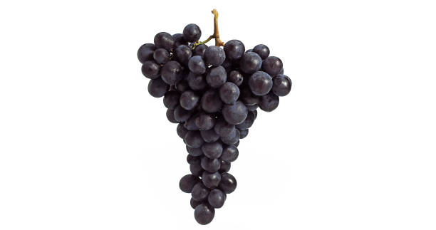 istock Black Muscat Grape, vitis vinifera, Fruit against White Background 1656888713