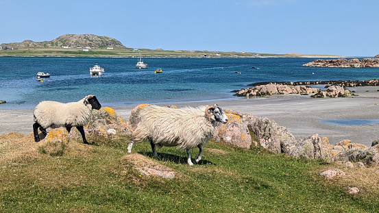 Sheep on beach