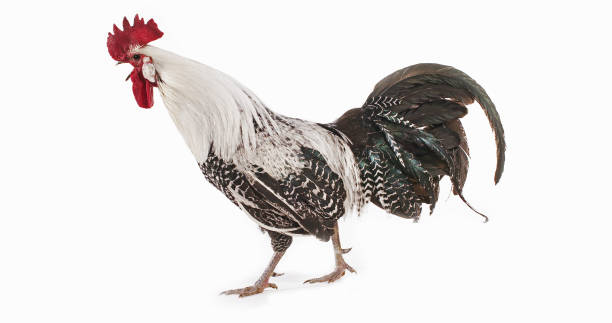 istock Brakel or Braekel Chicken, a Belgian Breed, Cockerel against White Background 1656889286