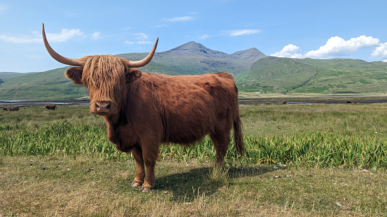 Highland Cow with hills in background