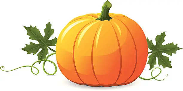 Vector illustration of Vector pumpkin illustration on white background