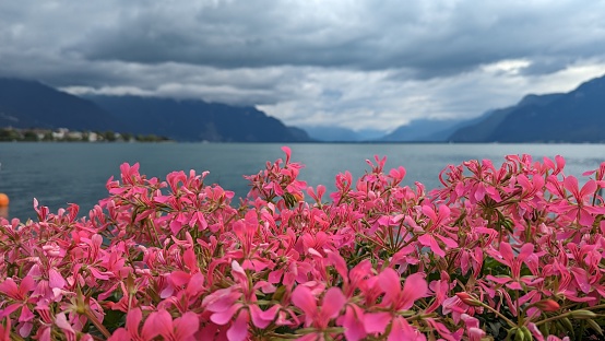 Pink flowers with Lake Geneva in background