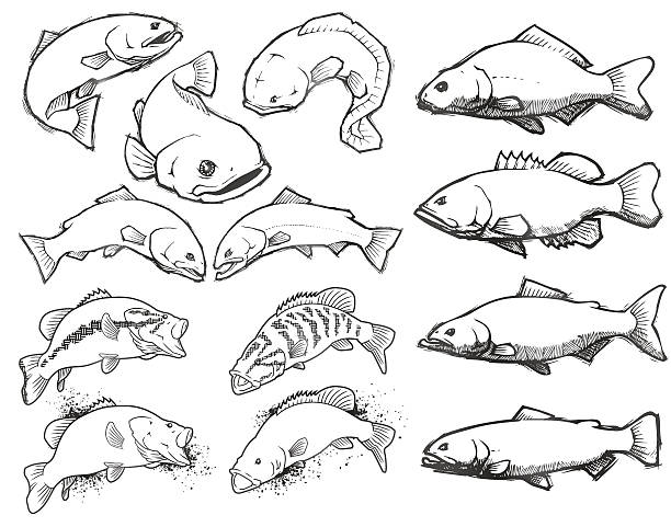 ilustraciones, imágenes clip art, dibujos animados e iconos de stock de pescado: lápiz de sketches - black bass illustrations