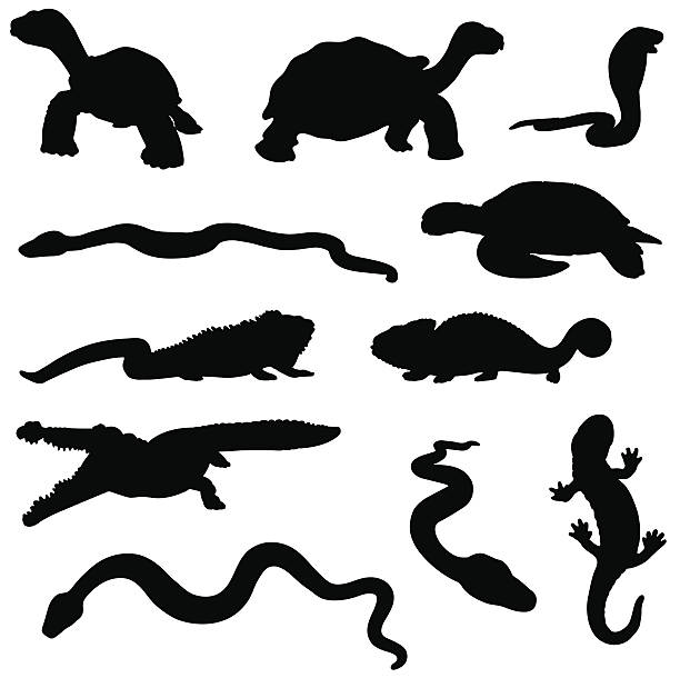 ilustraciones, imágenes clip art, dibujos animados e iconos de stock de silueta de reptil - vertical color image nobody collage