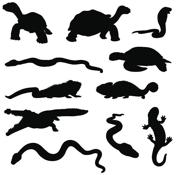 Reptile silhouette collection A collection of reptile silhouettes including snakes tortoise, lizzards, crocodile and turtle. reptiles stock illustrations